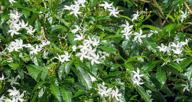 Jasminum sambac, Arabian Jasmine